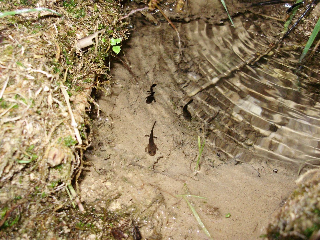 Popolazione di S. salamandra molto numerosa
